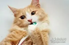 有牙结石的猫咪刷牙有用吗？