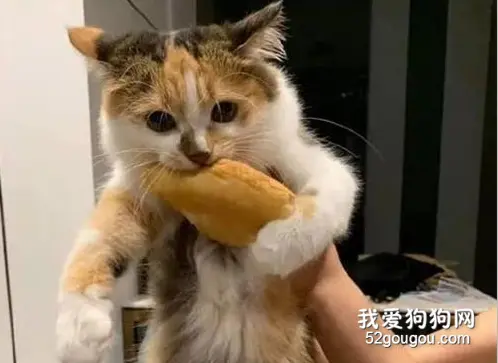 上次偷吃贡丸被抓，这次偷吃榴莲披萨，重口味，结果还是一样！