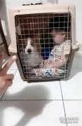 柯基被关在笼子里，小主人也跟进去还把门关上，网友：超有义气！