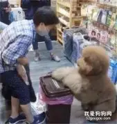 狗狗饭前认真祷告的样子，萌翻众人…