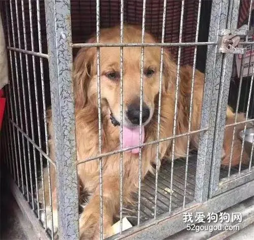 金毛被关铁笼9年，被救后，再见恩人时情绪失控，它也知道感恩啊
