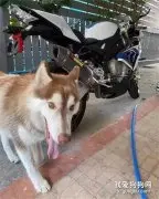 二十万的BMW被这只狗盯上，它邪魅一笑...惨不忍睹！