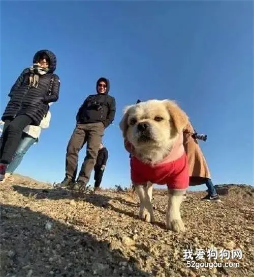 狗狗每天为莫高窟巡逻，大家亲切称为“窟霸”