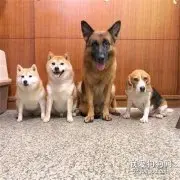 4只狗子跟美女合照笑得很开心，主人却在一旁心碎，真相让人笑喷！
