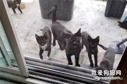 随手喂了一只流浪黑猫，结果第二天被“黑帮”堵门！