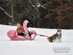 女主人带二哈出去玩雪橇，结果二哈和雪橇回来了，人却没了！