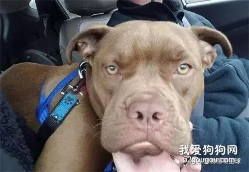 好心人开车1300公里送狗回家，又惨遭主人遗弃！最后结局……
