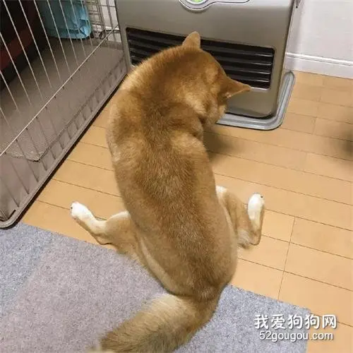 一到冬天就跟小主人抢暖炉，柴柴：暖气面前无亲情！