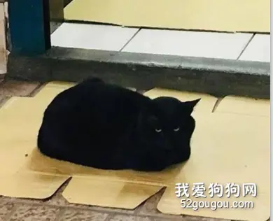 看到店门口有一坨黑色物，以为有人包掉了，走近一看是只黑猫！