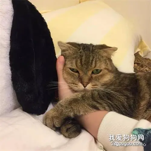 猫咪离世前，奋力跳出氧气仓，看着铲屎官：我们来世再见啊……