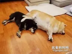 小黑每次睡觉，都要被另一只狗子这样对待，快窒息了！