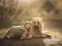 感动丨15岁的老狗竟每天坚持接小主人放学！