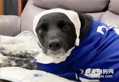 回家看到狗狗头部被包扎，还以为这货受伤了，可看表情才知道...