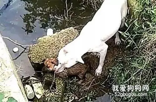 带狗狗去公园散步，狗狗突然跳进水沟里，跟上去一看，快救它