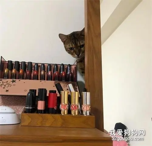 小猫咪第1000次把化妆品打碎，男主人看到后居然做了这样的事！