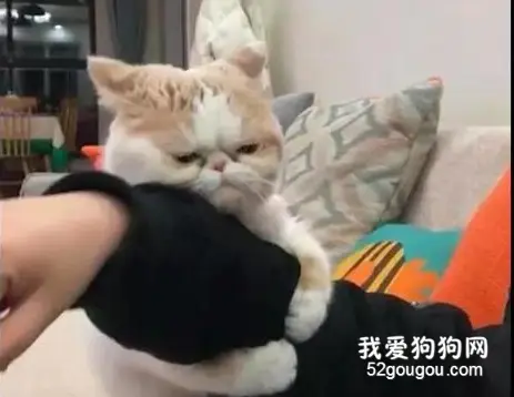 主人出差回家后，猫咪委屈得抱住他的手不松了：不要再离开我了！