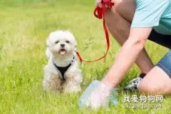 狗狗唤回训练 对狗进行三个阶段的换回训练