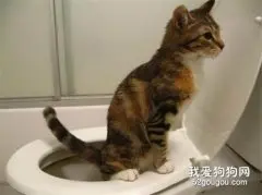 怎样训练猫用马桶 六个简单的步骤