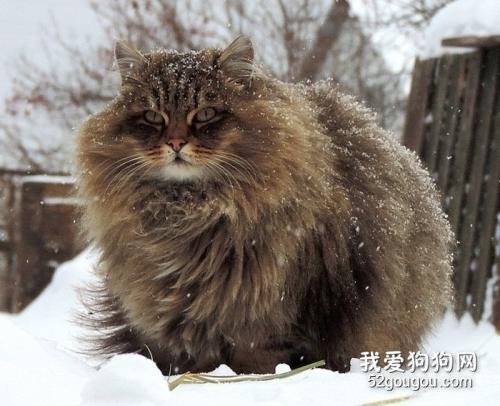 西伯利亚猫的性格特点有哪些？