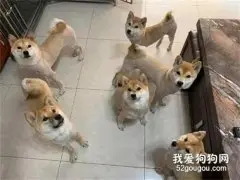 柴犬担心主人赚钱很辛苦，第二天竟然送了一条黄金给他，好贴心！