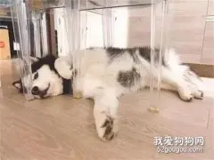 二哈拆家成瘾，主人把家具换成玻璃的后，狗子抑郁了