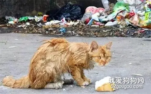 风雪中的流浪猫，60％以上都会死去