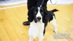 这条流浪狗主动跳上海关员的车，即将上岗成为检疫犬