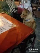 在夜市吃晚餐吃到一半，有只橘猫突然过来并桌，还会点餐，笑屎！