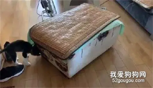 妹子买了只哈士奇，结果三个月后就想送人，这是经历了什么？网友：不敢说，也不敢问！！