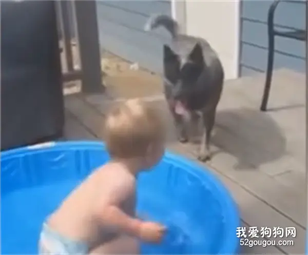 宠物是孩子最好的陪伴，画面有爱又好笑~