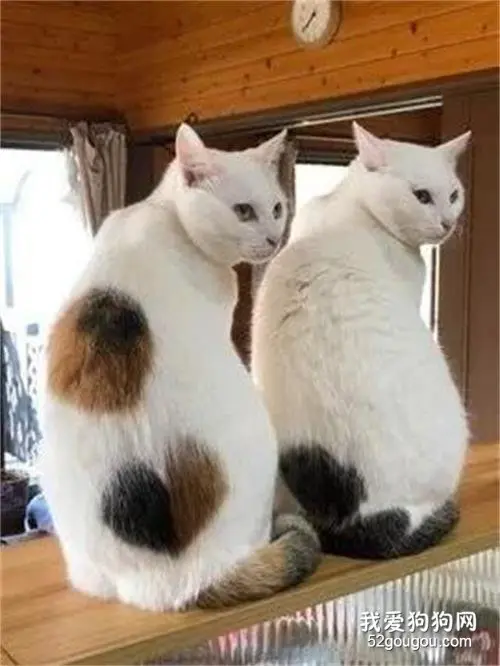当初在纸箱里的两只流浪猫，现在变成了重量级女子，真的重！