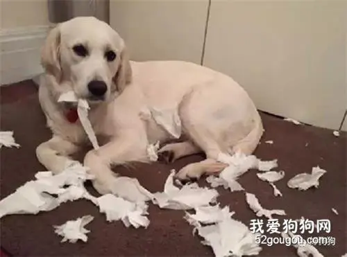 狗狗犯错被抓个现行还一副理直气壮的样子，这是不想吃饭了？