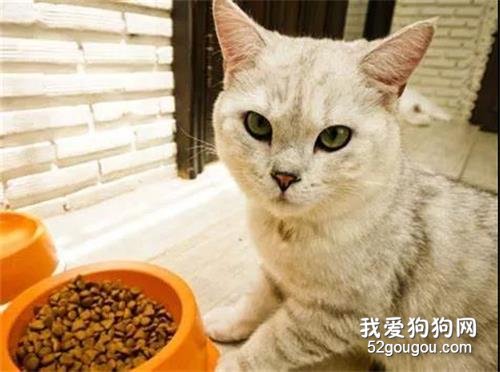 狗狗和猫咪在饮食上有哪些不同？