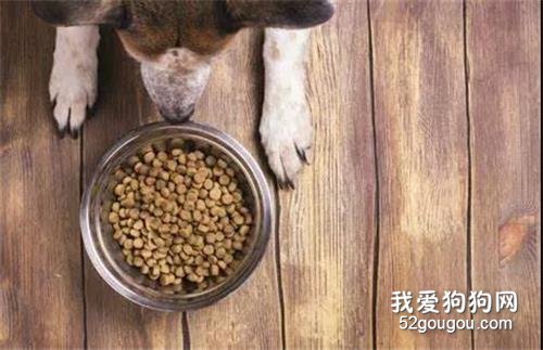 狗狗和猫咪在饮食上有哪些不同？