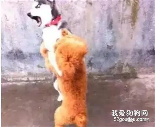 二哈跟泰迪打架，结果进了医院：简直没脸见狗了