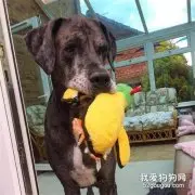 世界上最高的狗，这不是犬界姚明吗！