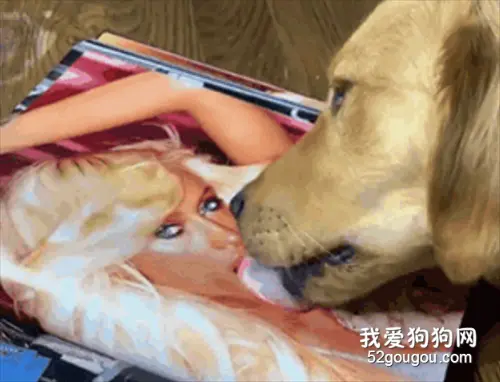 金毛在家里拆家，竟意外翻出了主人的成人杂志……