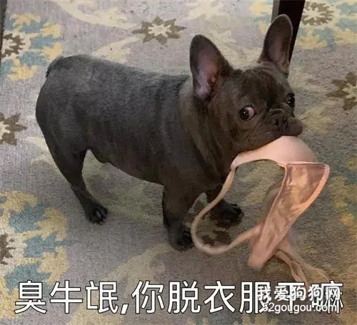 别当着狗的面脱衣服，不然……