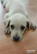 拉布拉多犬去世后养了一只新拉拉，怎料华丽变身成了串串…