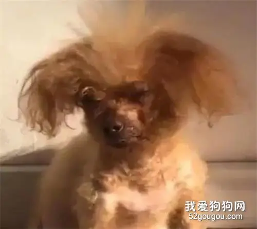 我家小泰迪，长的有点儿潦草……