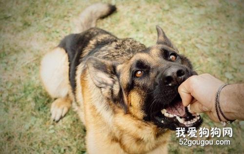 被家里的狗狗咬破皮了怎么办 需要注射狂犬疫苗吗