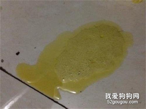 狗狗呕吐黄水有血点 急性胃炎要注意