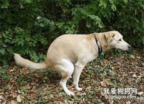 狗狗排便前为什么转圈？