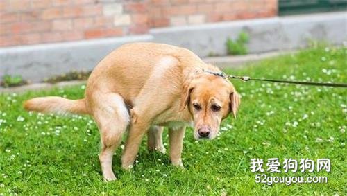 狗狗拉屎为什么要盯着主人