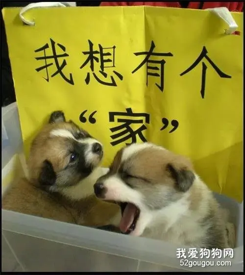 好寒冷！它们流浪的日子很苦，既然让我生，何必要我死？