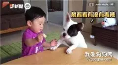 法斗在线欺负小主人：分一口饼干而已，你怎么就哭了…