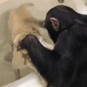 主人下班累了没关系，可以养只猩猩帮忙洗狗！