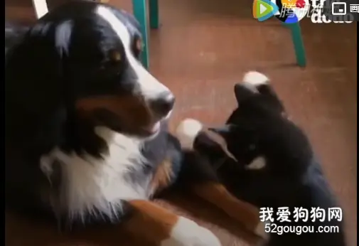 小猫咪跟大狗的日常，太甜蜜了......