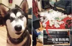 网友大价钱买了只哈士奇，结果养了三年后，狗子这样报答他，笑疯了！