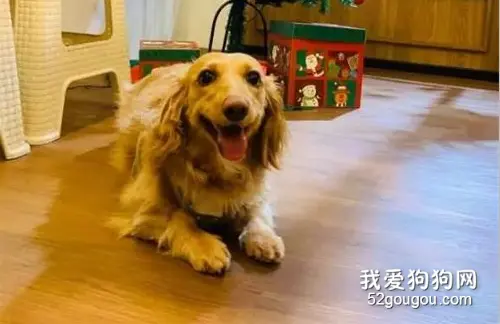 送外卖时被买家的狗狗迎接，他惊呆了：“这是我五年前走丢的狗!”